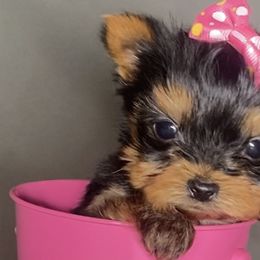 Pomeranians and Yorkshire Terriers from BC Breeders Association