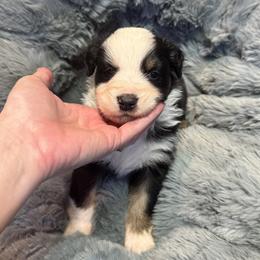 Australian Shepherd Puppies from Bullet & Whiskey’s Pups