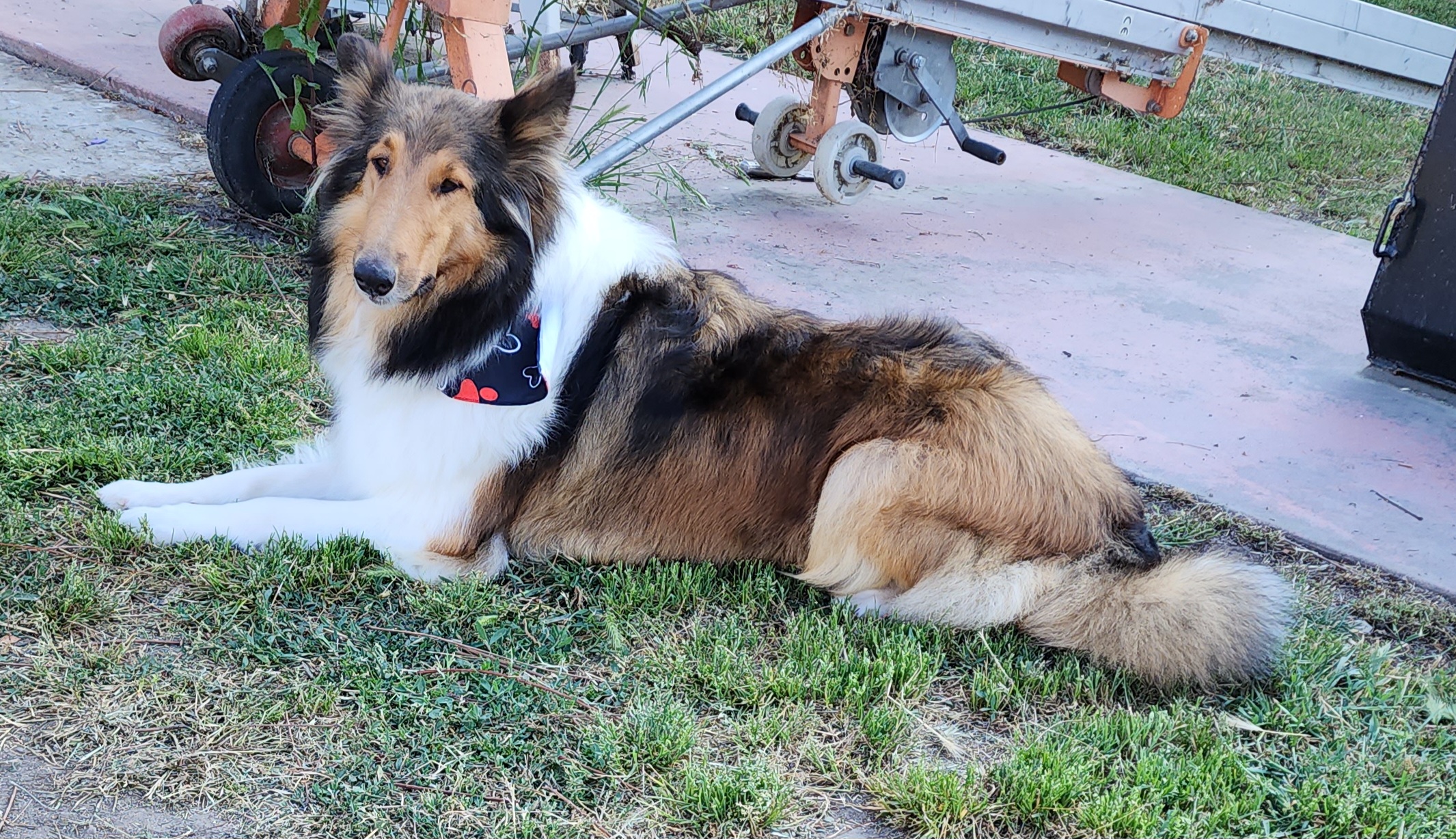 Athena - Collie