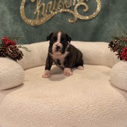 Axe - Brindle female Boxer puppy in Oak Lawn, Illinois from Chicago Boxers & Yorkies