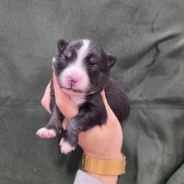 Afton - Black and white female Pomsky puppy in Mc Callsburg, Iowa from SZ Rolling Acres LLC