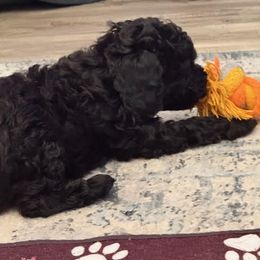 Cavapoo Puppies from AZ Cavapoos