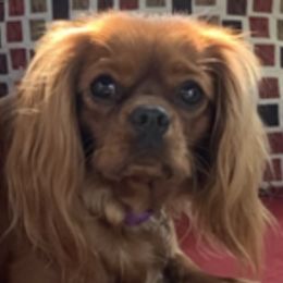 Cavalier King Charles Spaniels from West Michigan Cavaliers