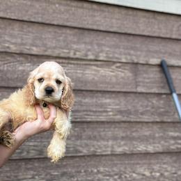 Ollie - Cream male Cocker Spaniel puppy in Lake, Mississippi from MGs Cockers