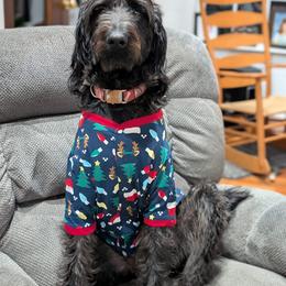 Dachshund, Labradoodle, and Labrador Retriever All Grown Up from Muddy Bay Kennels