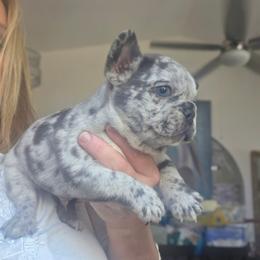 Blitz - male Boston Terrier puppy in Fort Myers, Florida from Legends Frenchton's, French Bulldogs ,Boston Terriers, Reindeer chihuahuas & French Bullhuahua's