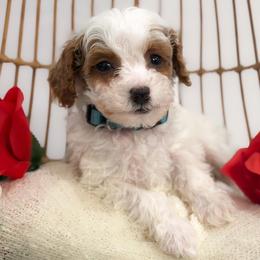 Monty - Parti male Poodle puppy in Belleville, New Jersey from TK Poodles