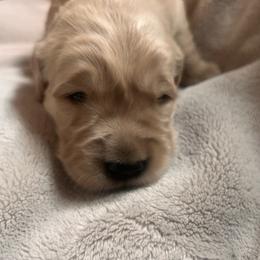 Blue Boy - Golden male Golden Retriever puppy in Rockwell, North Carolina from KnL Golden Acres
