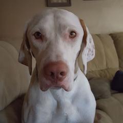 Pointers from John Markham's Pointers