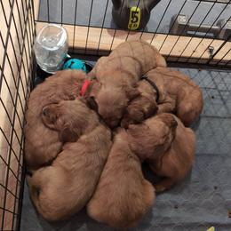 Golden Retriever Puppies from 10 Piece Golden Nugget Retrievers