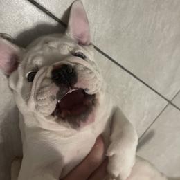 Bulldog and French Bulldog Puppies from The Georgia Bully Bunch