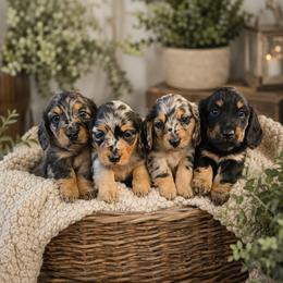 Dachshund puppies from The Rooted Place