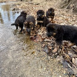 German Shepherd Puppies from Salty Raccoon Ranch German Shepherds