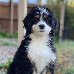 Bernedoodle and Sheepadoodle Puppies from Penny Harris