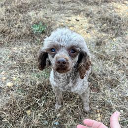 Fenn - Poodle