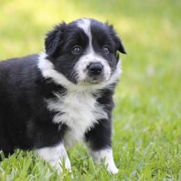 Black male - Black male Border Collie puppy in Tylertown, Mississippi from Cool Meadow Farms