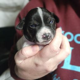 Boy 1 - Black white and tan male Rat Terrier puppy in Kennewick, Washington from SUNSHINE DECKERS WASHINGTON