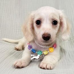 Pippa AKC - Cream female Dachshund puppy in South Easton, Massachusetts from Depot Dachsies