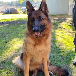 Onja - German Shepherd