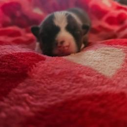 Ruby - Red and white female Basenji puppy in New Providence, Pennsylvania from Buck Iron Stables Kennel