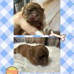 Boy 3 - Liver male Shih Tzu puppy in Bethpage, Tennessee from Tennessee's Treasured Shih Tzus