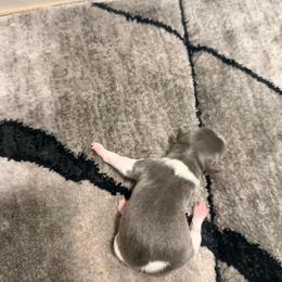 Girl 3 - Blue white and tan female Rat Terrier puppy in Marshall, North Carolina from Meadows Rat Terrier