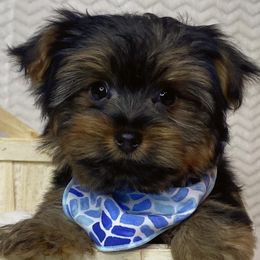 Shihpoos, Yorkipoos, and Yorkshire Terriers from Taylor’s Yorkshire
