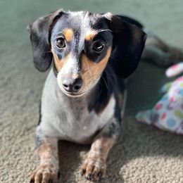 Dachshunds from Heavenly Doxies