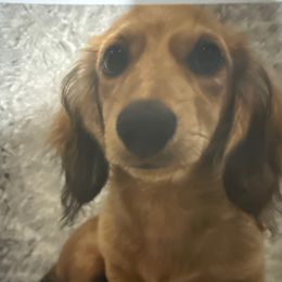 Keegan - Dachshund