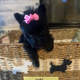 Scottish Terrier Puppies from HeavenlyScots