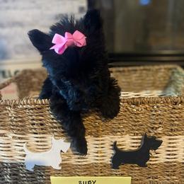 Scottish Terrier Puppies from HeavenlyScots