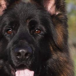 Ulan - German Shepherd