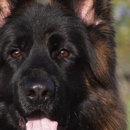 Ulan - German Shepherd