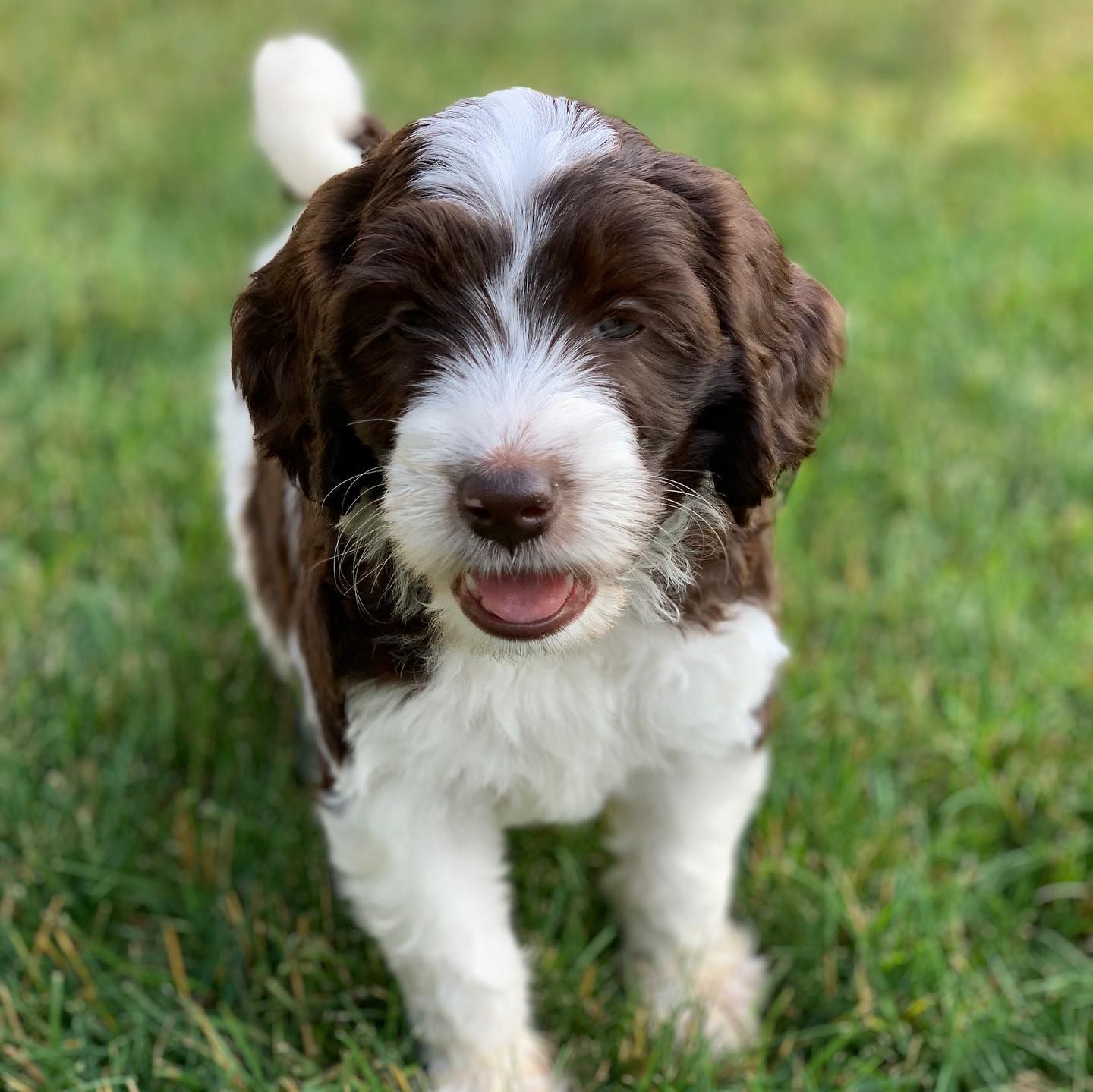 Storybook cheap australian labradoodles