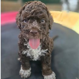 Boy 1 - Brown male Lagotto Romagnolo puppy in Salida, California from Harper's Lagotti