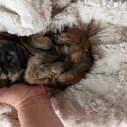 Ressee - Chocolate male Shih Tzu puppy in Jacksonville, Florida from Michi Shih-Tzu