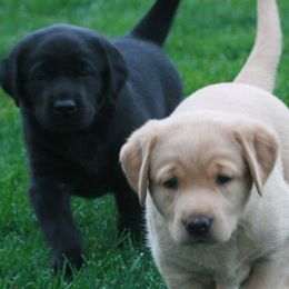 Labrador Retrievers from Kingseed Kennels
