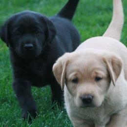 Labrador Retrievers from Kingseed Kennels