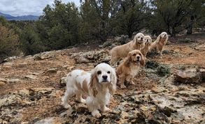 5 Cocker Spaniels pose on a mountainside 