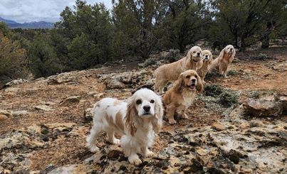5 Cocker Spaniels pose on a mountainside 
