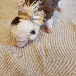 Pomeranian and Sheepadoodle Puppies from Fluffy Wonders Poms and Doodles