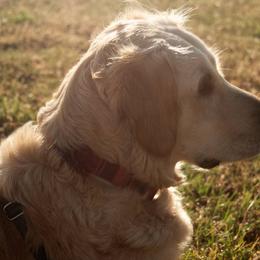 Golden Retrievers from Kruger Family Breeders