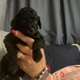 Sprout - Phantom male Poodle puppy in Winter Haven, Florida from Herdez’s Poodles