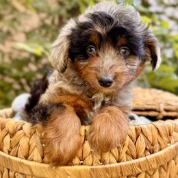 Marble - Blue merle male Aussiedoodle puppy in Vacaville, California from Starlight Goldendoodles