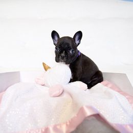 French Bulldog Puppies from FrenchieBnB