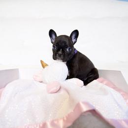 French Bulldog Puppies from FrenchieBnB