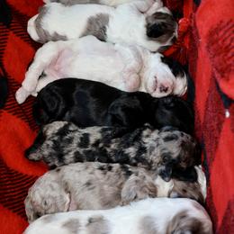 Bernedoodle and Cavapoo Puppies from Lawler’s Legacy Litters