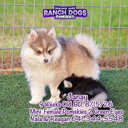 Janay - Blue female Pomsky puppy in Humeston, Iowa from M.A.R. Dogs