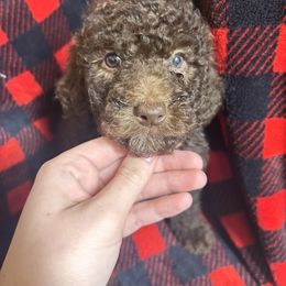 Prancer - Chocolate female Cavapoo puppy in Austin, Texas from Doodles of Central Texas