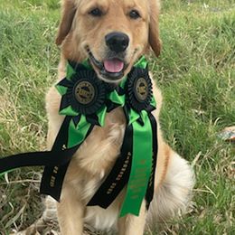 Golden Retrievers from Kim's Golden Retrievers